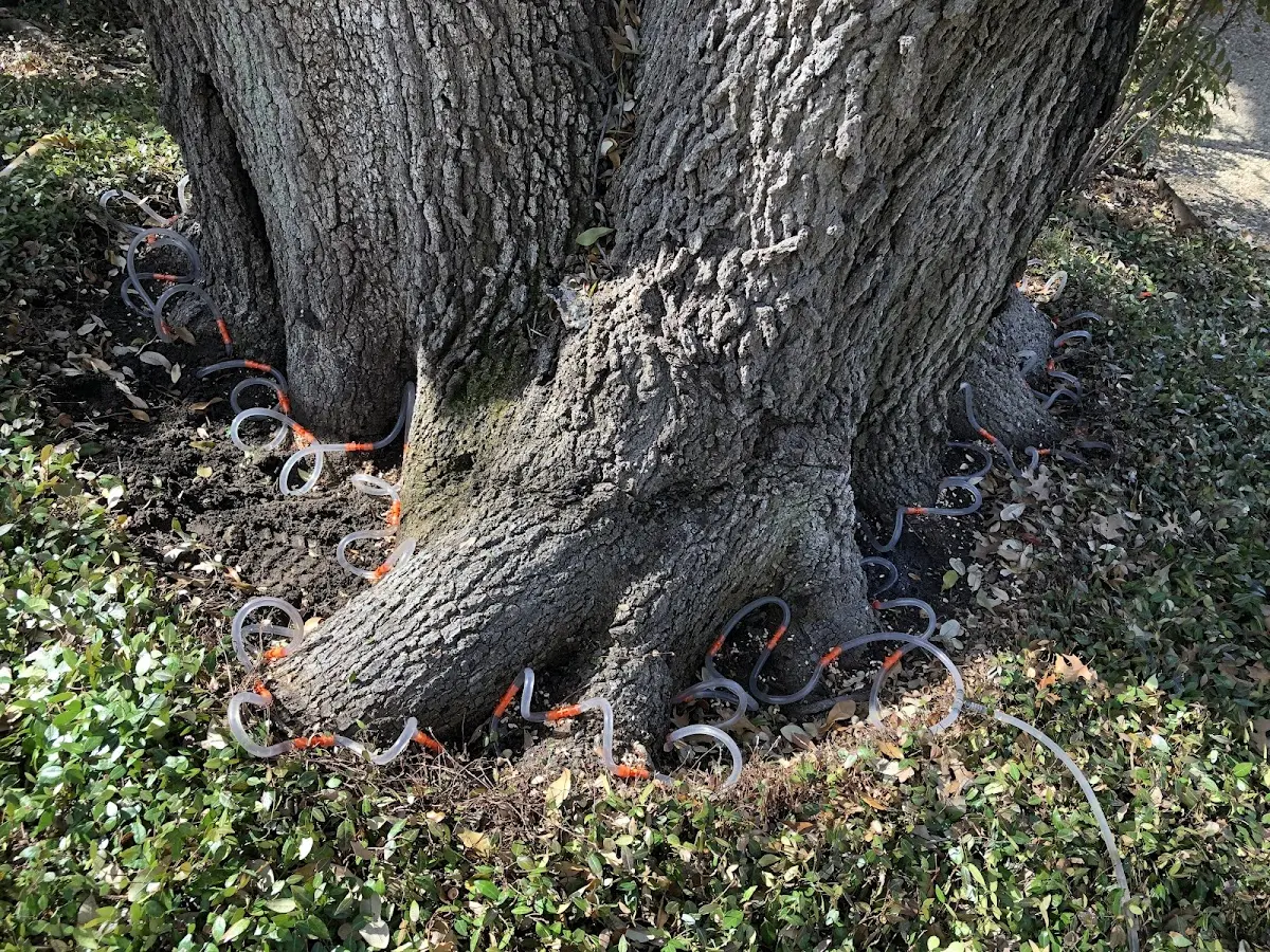 Detailed Tree Cabling and Bracing job site in Asbury Park