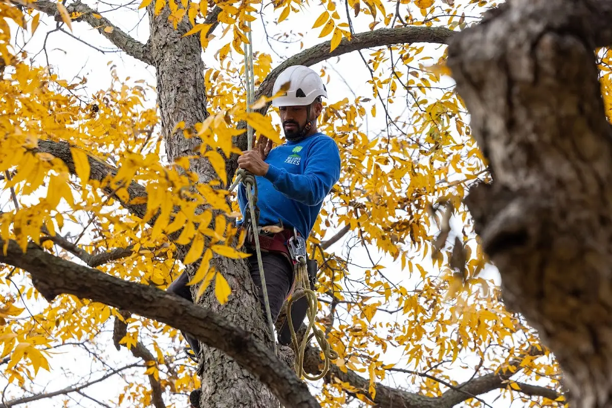 Skilled Tree Pruning crew working in Asbury Park